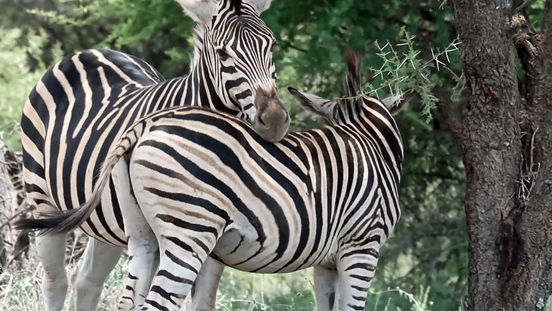 Två zebror spottade under en safaritur i bushen i Sydafrika.